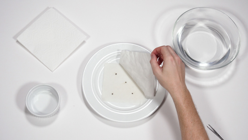 monitoring seed germination 