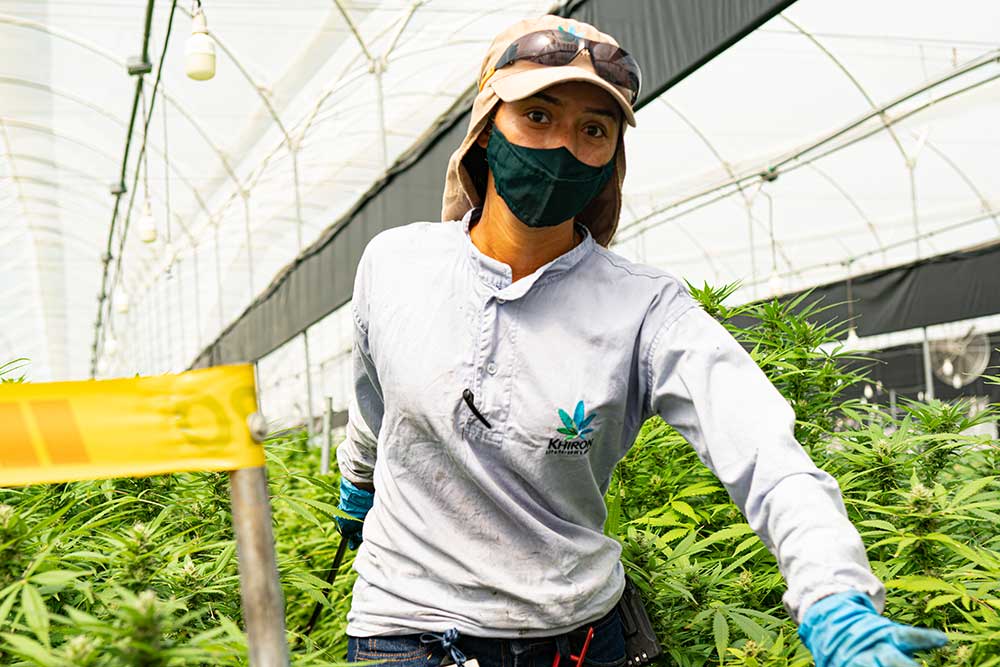 Sustainable Medical Cannabis