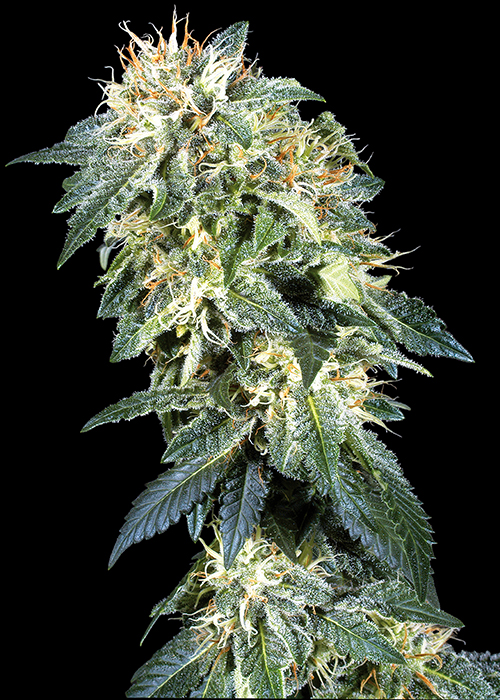 high quality strains for the hobbyist