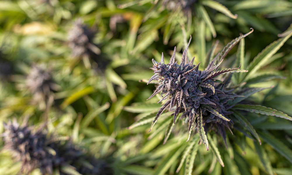 Multitudes of purple buds