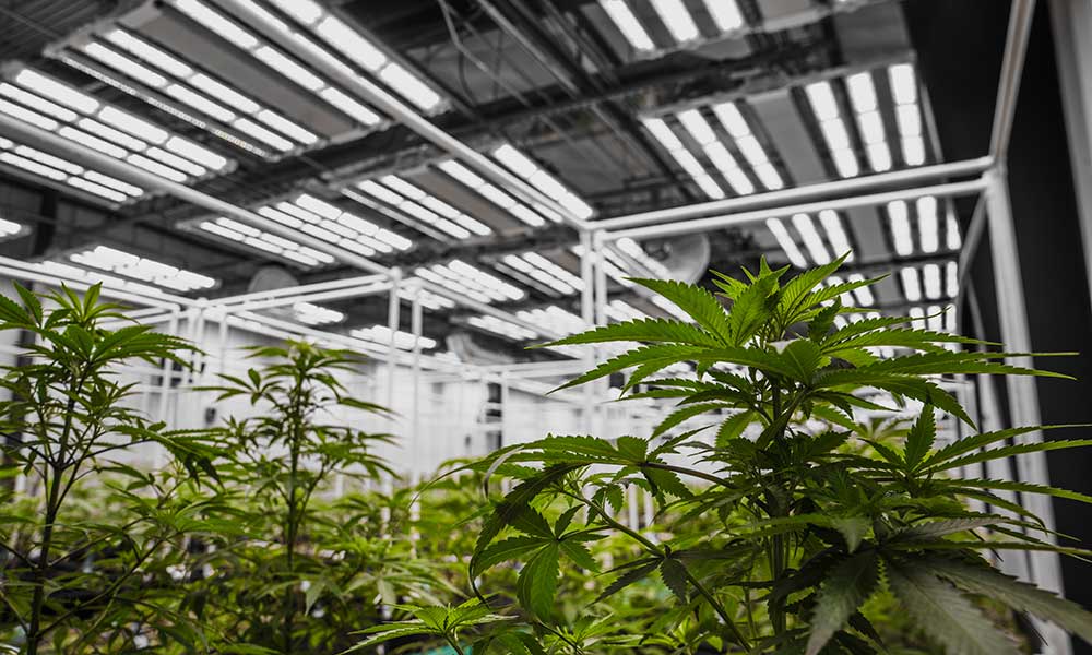 Indoor LED Grow Lights