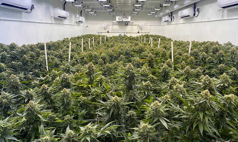 Wonderbrett Grow Facility