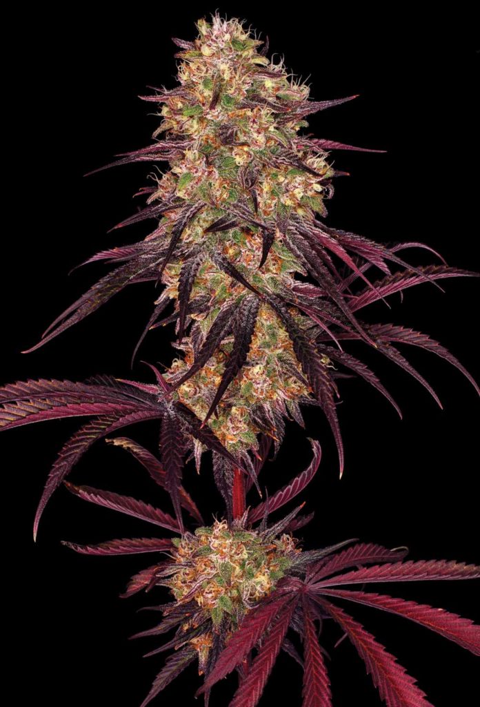 Strain: Ayahuasca Purple bred by Barney’s Farm