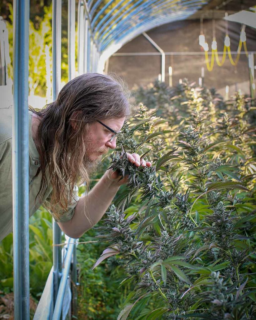 Sol Spirit craft cannabis