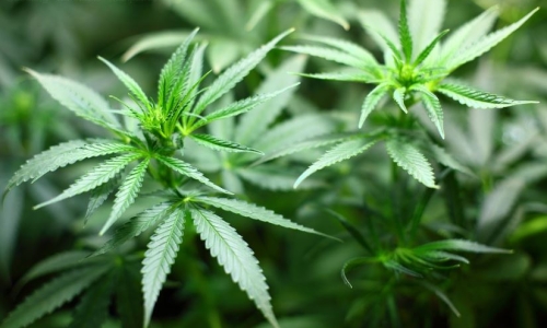 10 years of recreational cannabis research: What we know and what’s still to learn