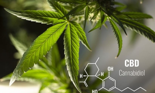 Increasing the dose of CBD does not change the effects of cannabis, study finds