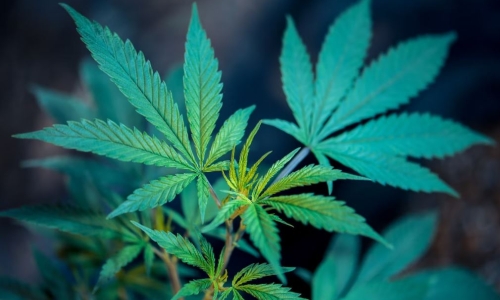 Pot politics? Majority leaders blocking majority support over medical marijuana in Kentucky