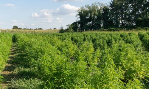 Rob Keldoulis ventures into medicinal cannabis