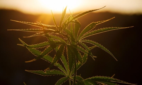 State expected to approve 36 marijuana retail dispensary licenses Monday