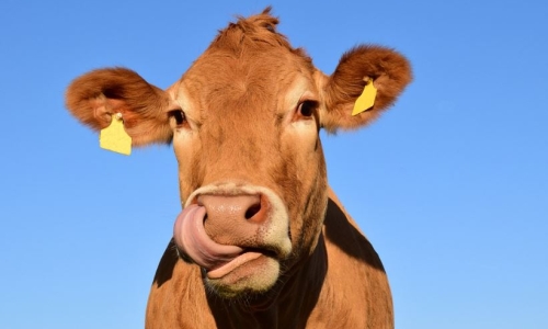 What happens if you feed hemp to dairy cows?
