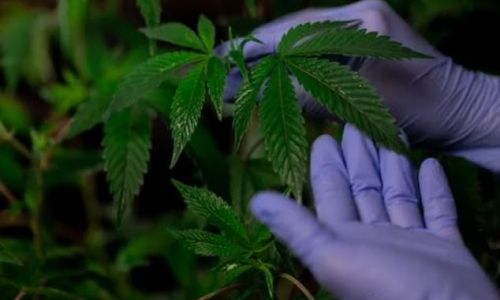 What you need to know about legal recreational cannabis in Missouri