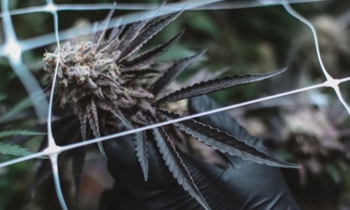 A Rhode Island Grower Won A Cannabis Competition — The State Fined It $10,000