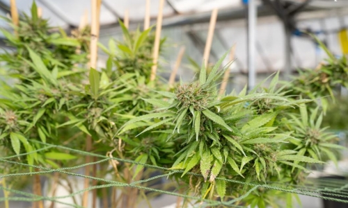 Almost all Missouri marijuana facilities applied for new license