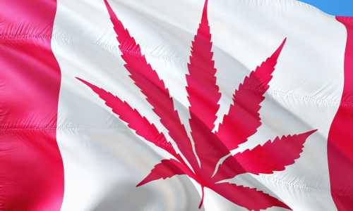 Canada must help legal cannabis sector compete with the illicit market, experts say