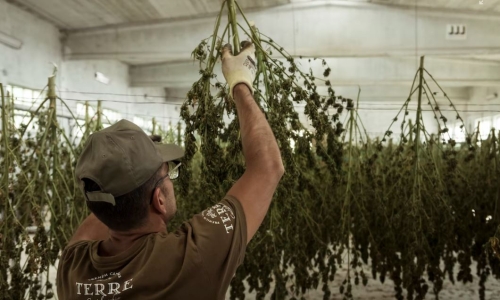 Cannabis companies ramp up recruitment efforts as recreational industry prepares launch