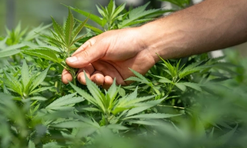 Colorado marijuana has never been cheaper