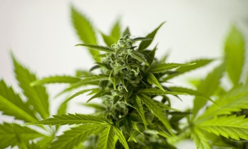 Connecticut hemp farmers want to be given preference for growing Recreational Marijuana
