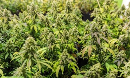 Detroit awards 33 recreational marijuana licenses after yearslong legal battle