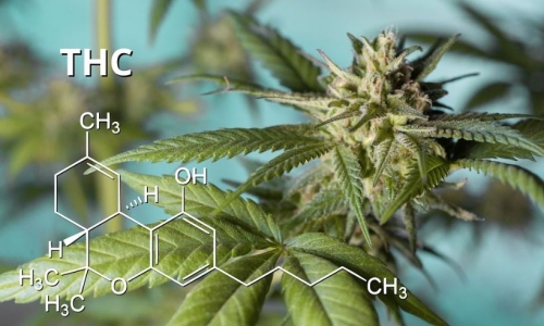 Does CBD Minimize The Harmful Effects Of THC? New Study Has Answer