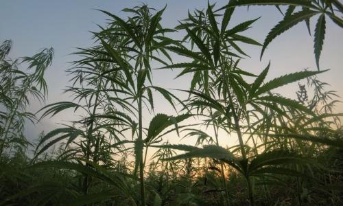 Does Kentucky really grow more marijuana than any other state?
