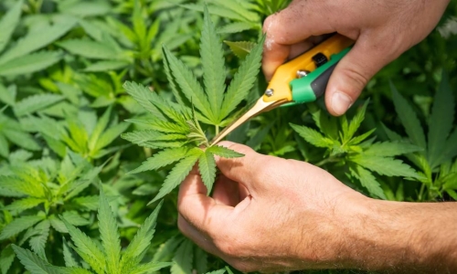 Ex-drug felons get first cannabis licenses in New York
