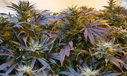 Half of all Missouri medical marijuana sellers have applied to sell recreational pot
