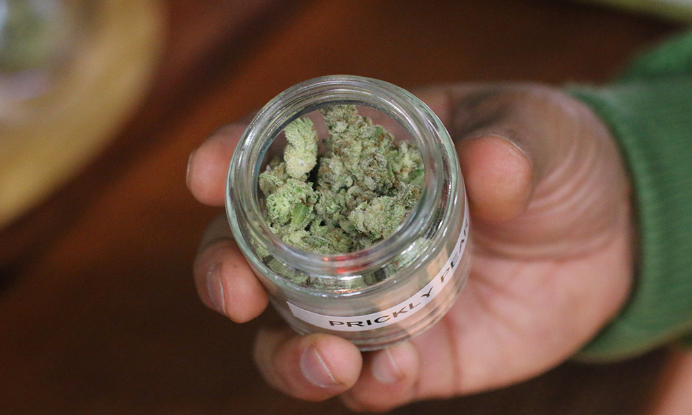 Prickly Pear cannabis strain from Sanctuary Farms at the 2022 Emerald Cup