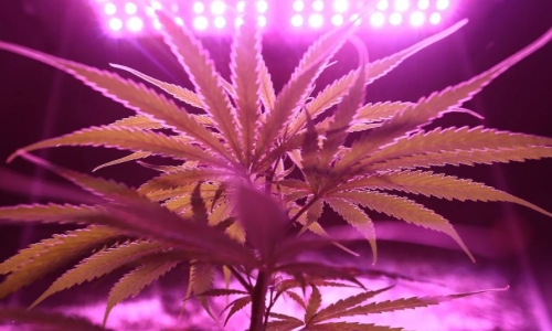 Japan unit of Britain's Jazz Pharma starts phase III trial of cannabis drug
