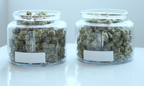 Ky. Governor Beshear pushing for medical marijuana in upcoming legislative session cannabis news
