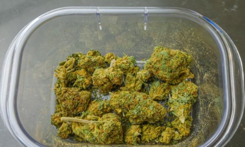 Marijuana sold in New York’s unlicensed businesses contain harmful contaminants, report finds