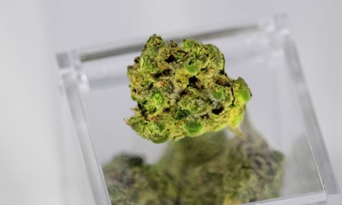  Medicinal Cannabis V Recreational Cannabis explained