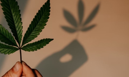 Nashville lawmakers to file bill on legalizing recreational cannabis