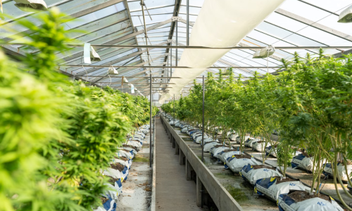 Only 10 medical cannabis applications received as deadline looms, says Medical Cannabis director John McMillan