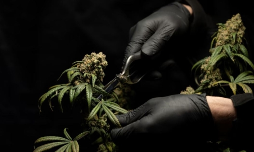 Police bust network of doctors illegally selling medical cannabis licenses