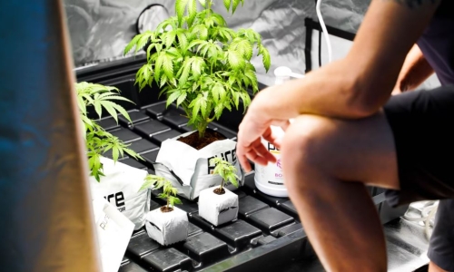 Recreational marijuana initiative in Florida nears 50,000 signatures