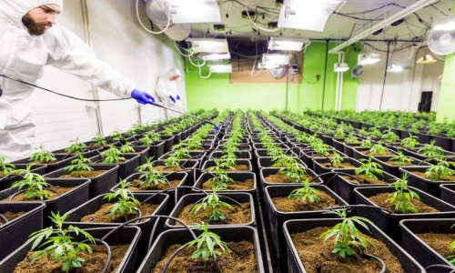 San Jose cannabis dispensary to pay $50,000 for pesticide-related violations