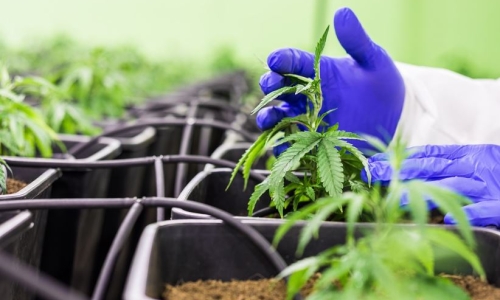 Some 'green' innovations turned into disappointments in 2022: Here are 4 that faltered