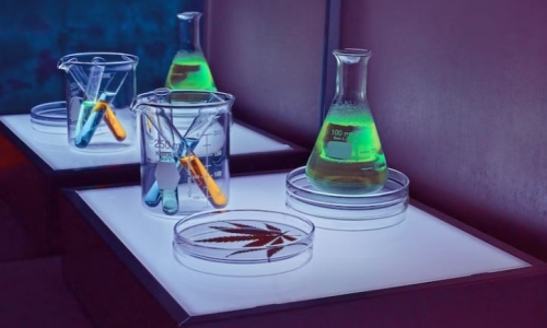 THC Versus CBD — What’s The Difference, Exactly?