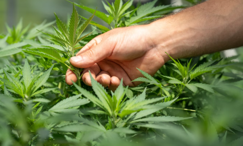Telling The Difference Between Hemp and Marijuana