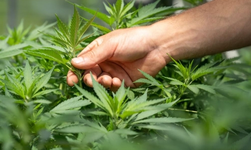 The time has come to fully decriminalize marijuana