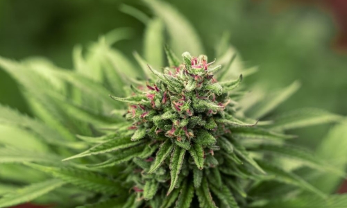 Why Should You Buy High-Quality Hemp Flower?