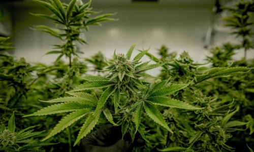 2,000 marijuana grow licenses ID'd as potentially illegal, Oklahoma agency says