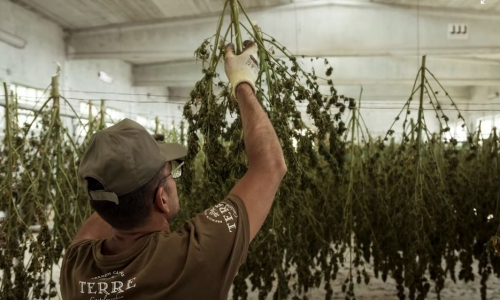 Adult-Use Cannabis Leads to Economic Improvements