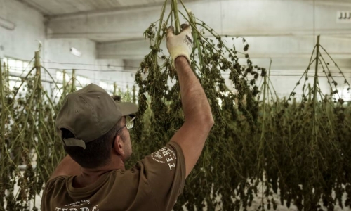 Celadon becomes first UK company to clear regulatory hurdle to manufacture Medical Cannabis