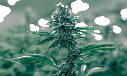 County supervisors will vote on another tax break for cannabis growers - who say it’s still not enough.