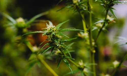 Five States that might legalize adult-use Cannabis in 2023