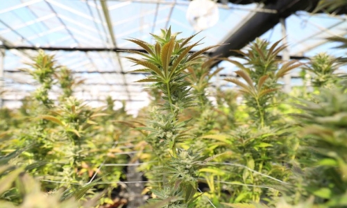 Georgia lawmakers considering ways to deal with cannabis waste