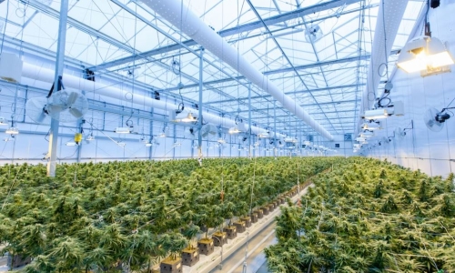 Hemp brand Wildleaf bets on medical cannabis space 