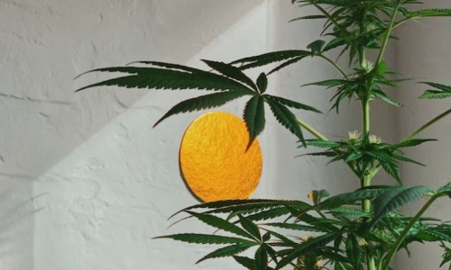 Homegrown Cannabis bill introduced in Washington House