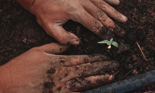 How a marijuana 'crop plague' could force growers to change their practices